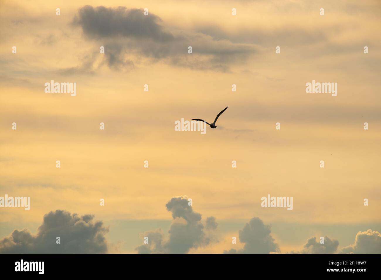 Nahaufnahme einer Möwe bei Sonnenuntergang gegen den Himmel im Flug Stockfoto
