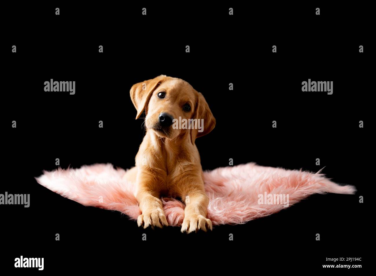 Das niedliche goldene labrador Retriever Welpe liegt auf einer flauschigen rosa Decke in einem Studio, das auf schwarzem Hintergrund gedreht wurde. Stockfoto