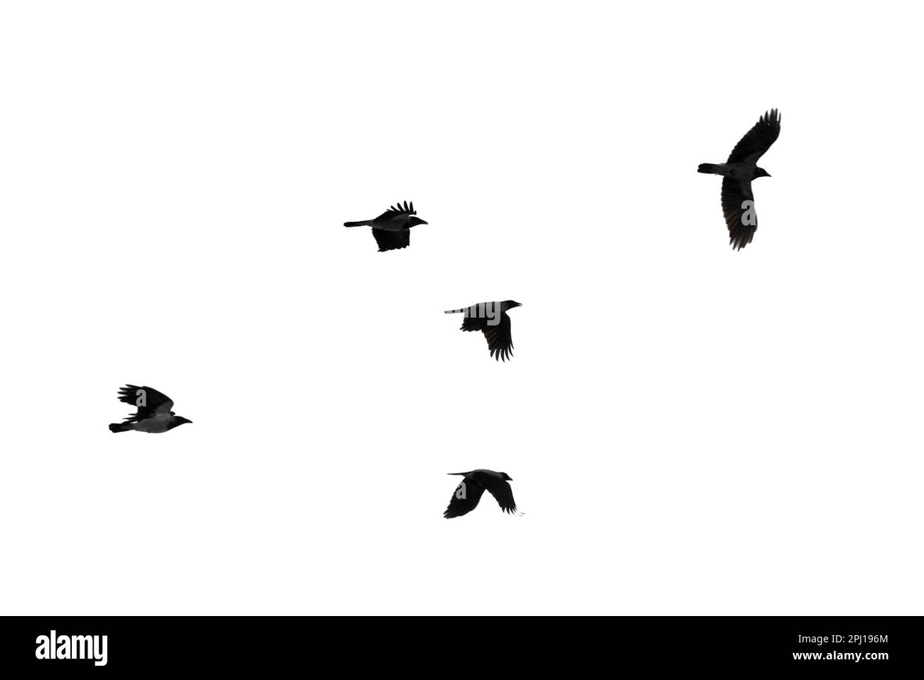 Fünf Krähen fliegen am hellen Himmel, schwarze Silhouetten isoliert auf weißem Hintergrund Stockfoto