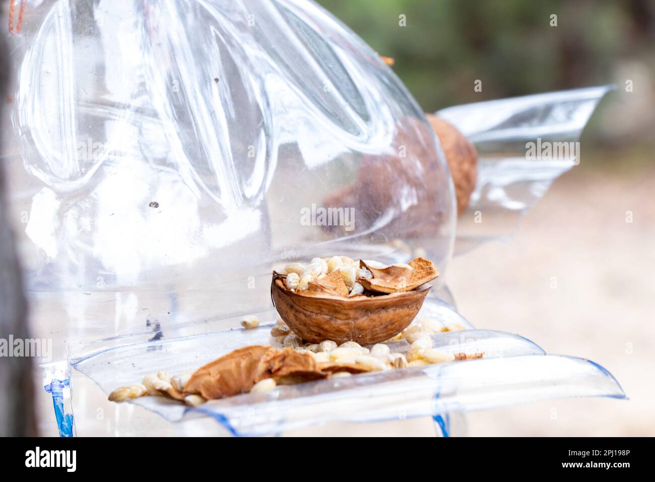 Hausgemachte Krippe, die tagsüber an einem Weihnachtsbaum hängt, mit Getreide und Nüssen im Wald Stockfoto