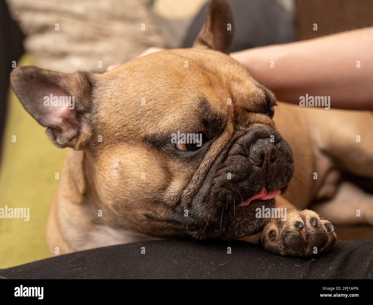 Französische Bulldogge, die sich mit der Hand streicheln lässt, aus nächster Nähe den Maulkorb des Hundes betrachten. Stockfoto