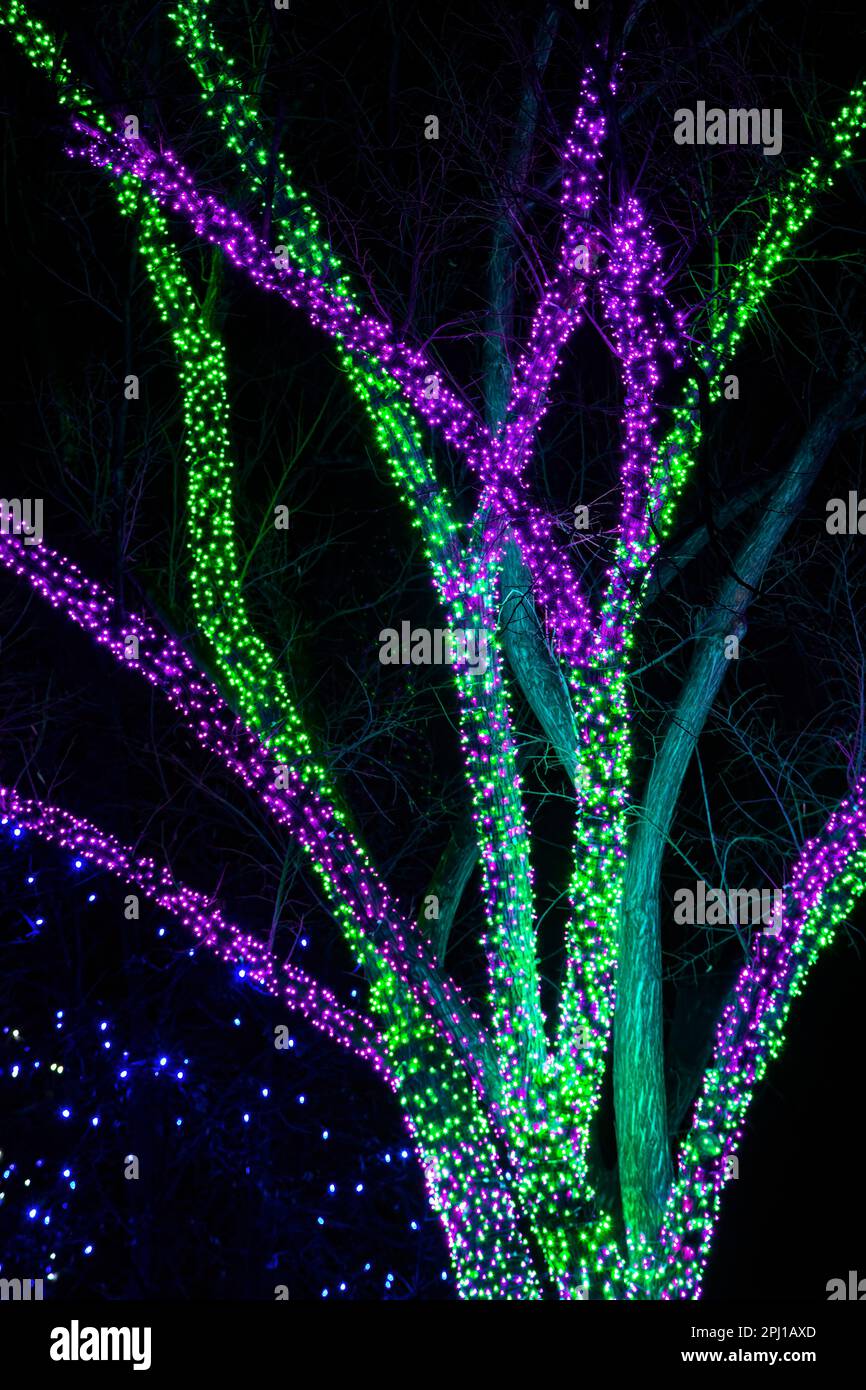 Mit Weihnachtslichtern bedeckte Zweige, Denver Zoo Lights, Denver Zoo, Denver, Colorado USA Stockfoto