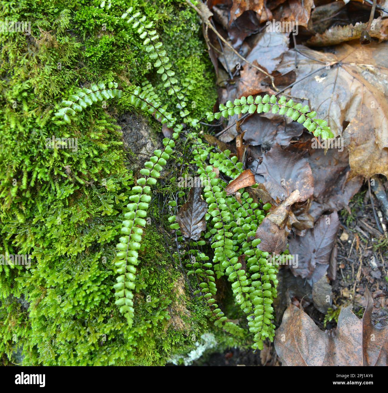 Asplenium trichomane Farn wächst auf einem Stein in der Wildnis des Waldes Stockfoto