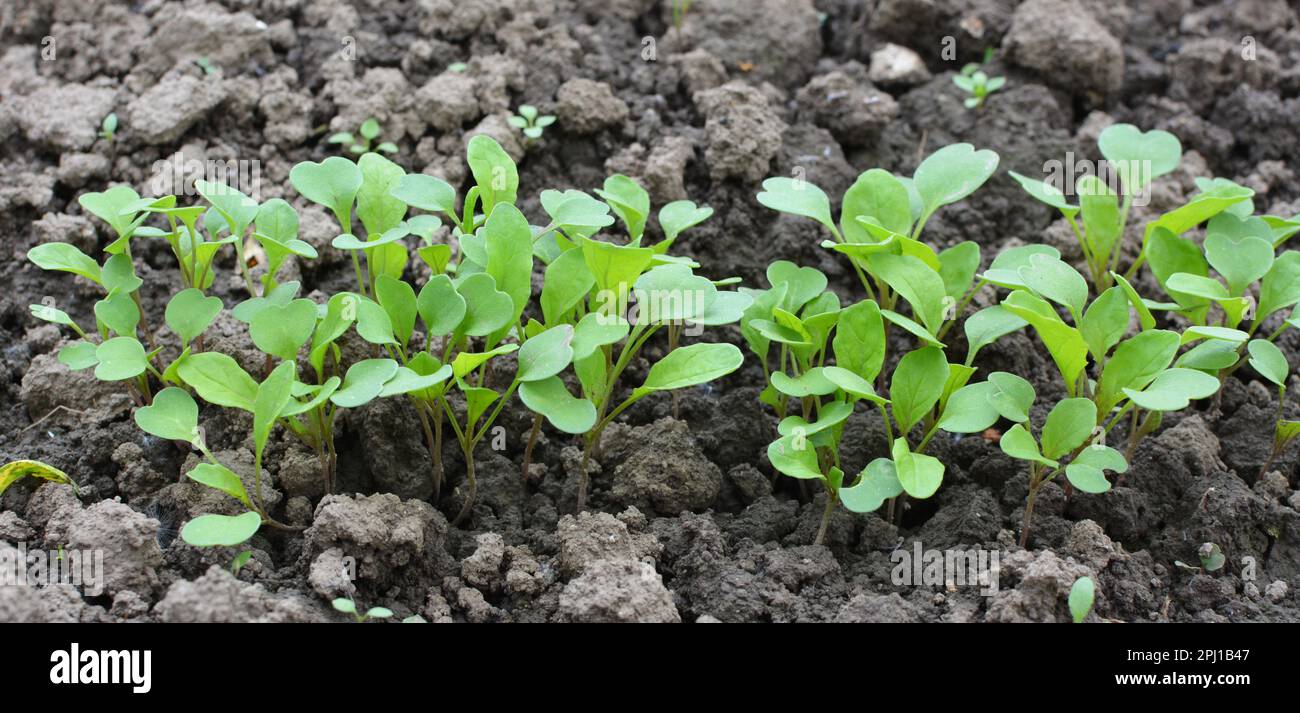 Junge Rucola (Eruca sativa) aus den Samen im Garten wuchs Stockfoto