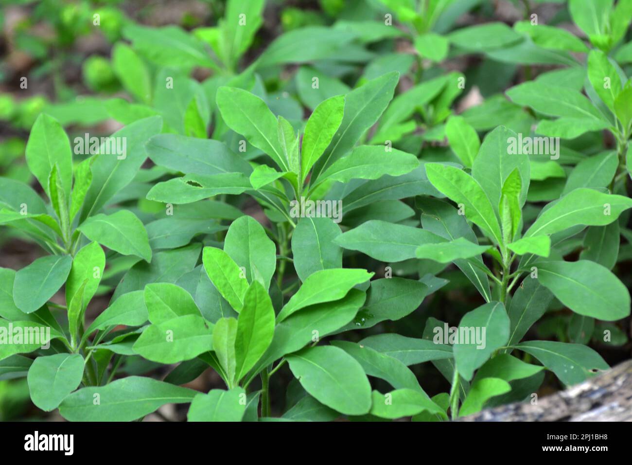 Im Frühling wächst im Wald in freier Wildbahn Milchkraut (Euphorbia amygdaloides) Stockfoto