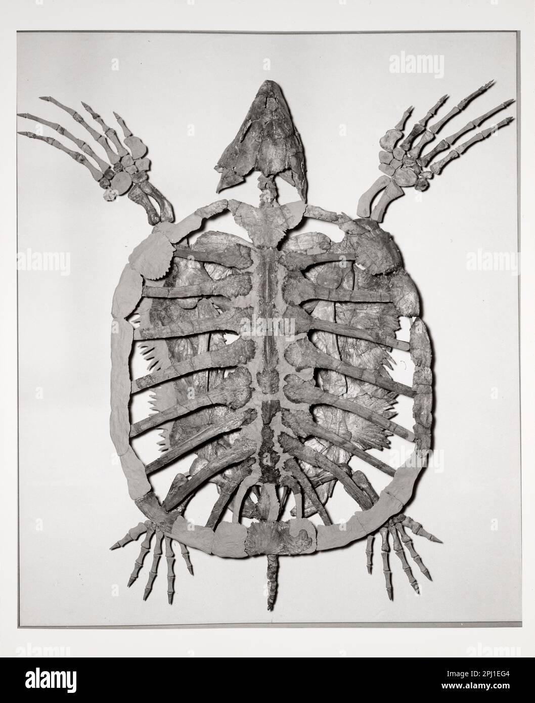 Fosilisiertes Skelett einer ausgestorbenen Meeresschildkröte Stockfoto