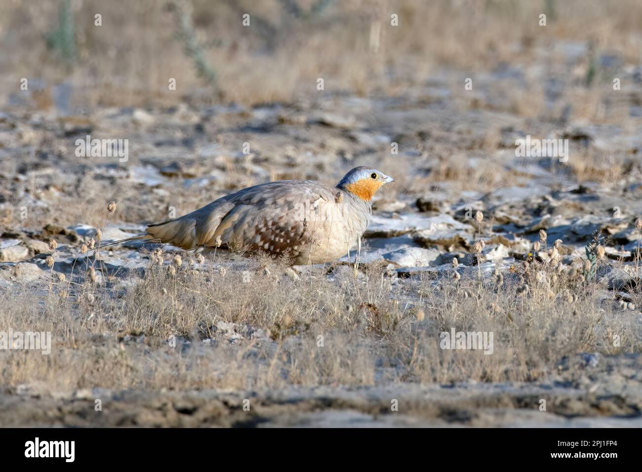 Gefleckte Sandhühner (Pterocles senegallus) im Großen Rann von Kutch in Gujarat Stockfoto