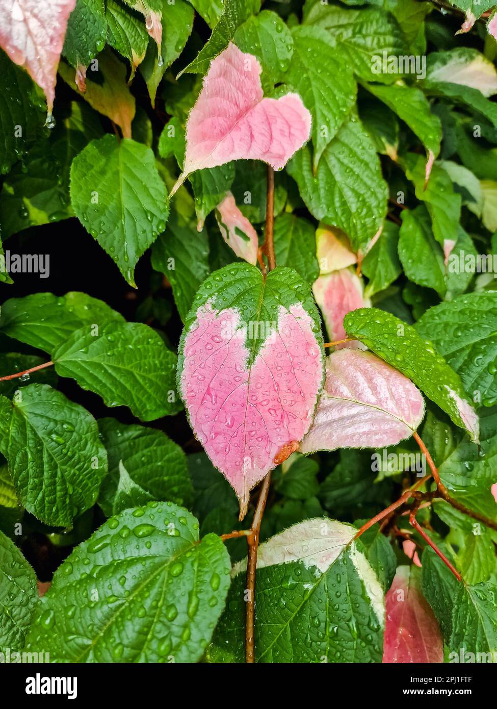 Blätter von Actinidia kolomikta, Hintergrund Stockfoto