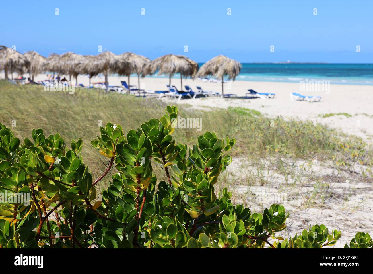 Blick von grünen Pflanzen bis zum tropischen Sandstrand mit Sonnenschirmen und Liegestühlen. Sea Resort auf der Karibikinsel Stockfoto