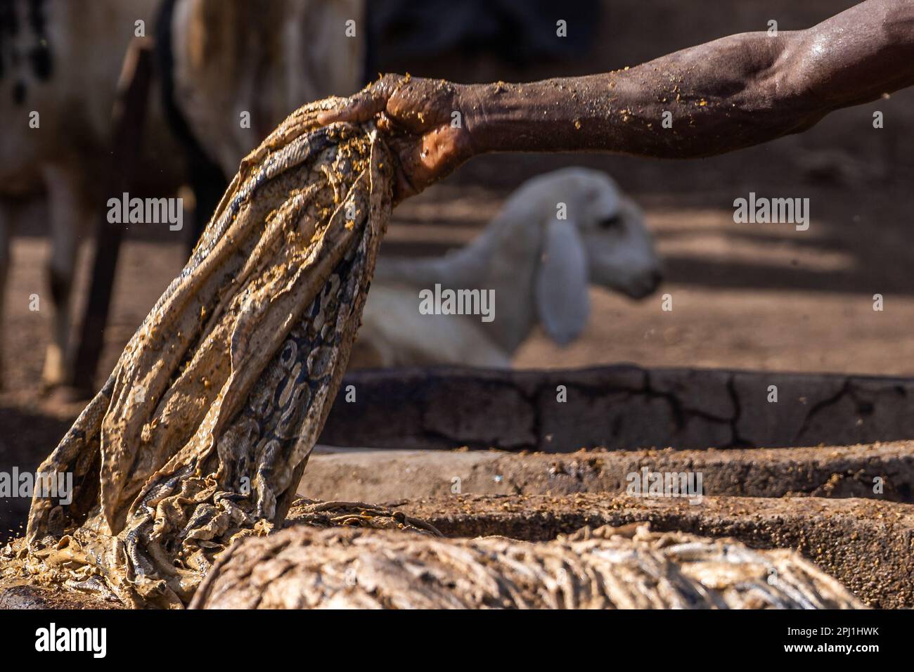 Schlangenhaut in einer lokalen Bräunungsindustrie in Kano. Die örtlichen Gerbereien in Kano sind die ältesten in Nigeria und auch die größten Lederlieferanten in Nigeria. Diese lokale Gerberei soll Ziegen-, Schlangen-, Krokodil- und Alligatorhäute herstellen, die in verschiedene Teile der Welt exportiert werden. Nigeria. Stockfoto