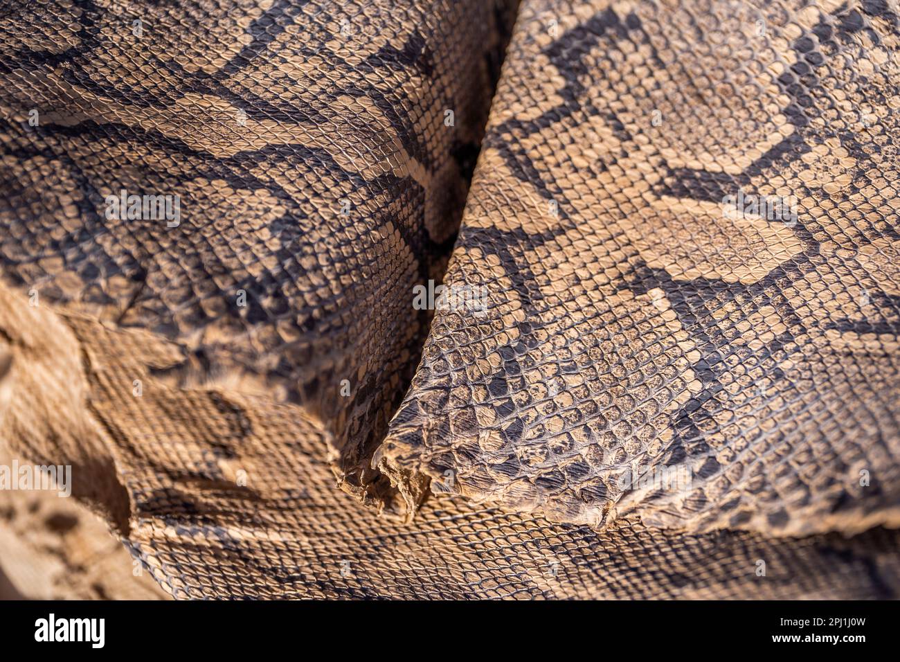 Schlangenleder in einer örtlichen Gerbstoffindustrie in Kano. Die örtlichen Gerbereien in Kano sind die ältesten in Nigeria und auch die größten Lederlieferanten in Nigeria. Diese lokale Gerberei soll Ziegen-, Schlangen-, Krokodil- und Alligatorhäute herstellen, die in verschiedene Teile der Welt exportiert werden. Nigeria. Stockfoto
