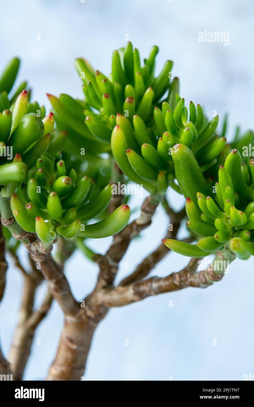 Hauspflanzen-Arrangements Stockfoto