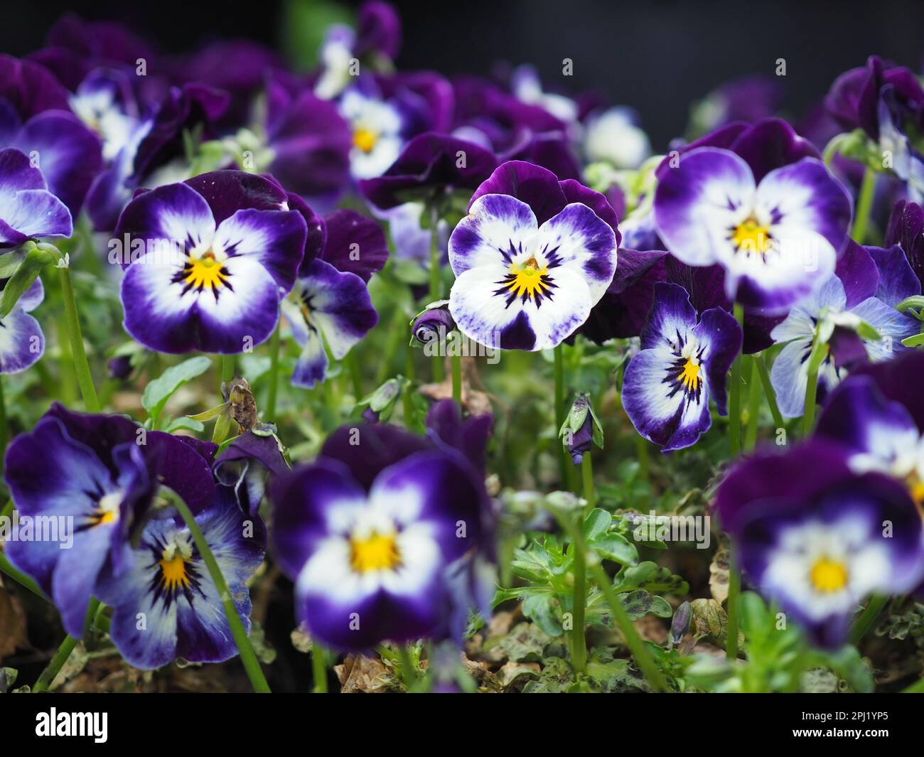 Viele violette und weiße Viola cornuta Gesichter nähern sich mit dem Fokus auf eine in einem britischen Wintercontainer Garten, möglicherweise „Phantom“ Variante Stockfoto