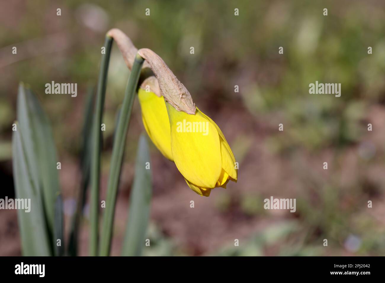 Gelbe Knospen von Narzissen. Zarte, ungeöffnete Knospen. Die ersten Frühlingsblumen im Garten. Selektiver Fokus. Hochwertiges Foto. Stockfoto