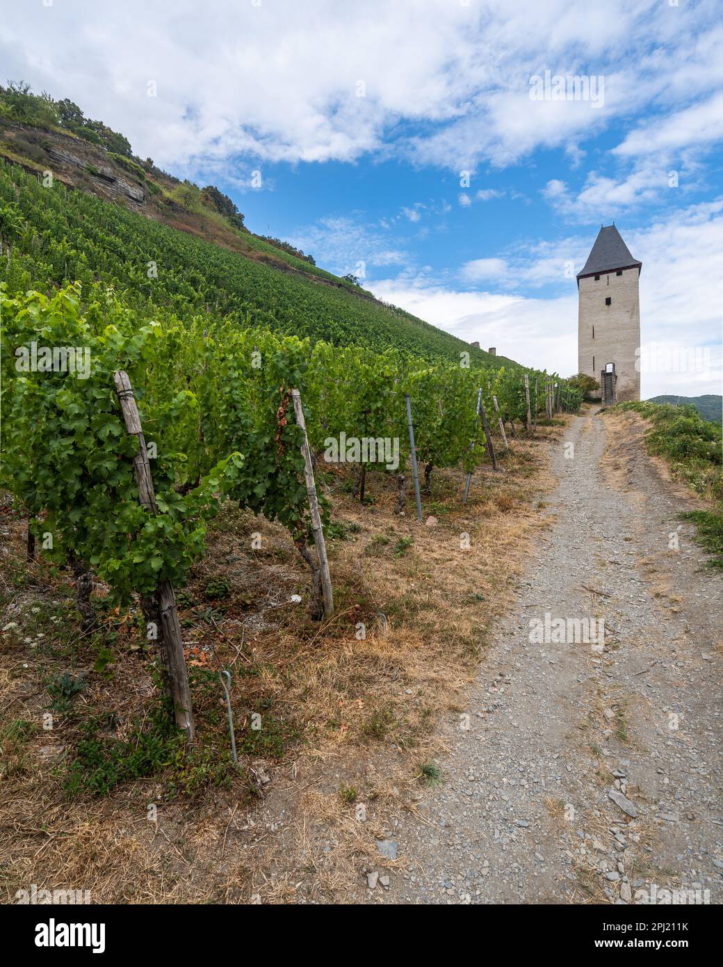 Ein Pfad zwischen den Weinbergen von Riesling auf den Hügeln über Bacharach, Rheinland-Pfalz, Deutschland Stockfoto