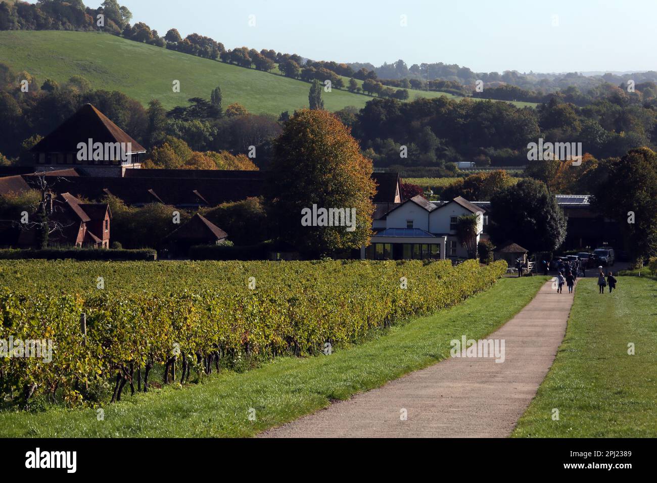 Denbies Wine Estate Dorking Surrey England Stockfoto