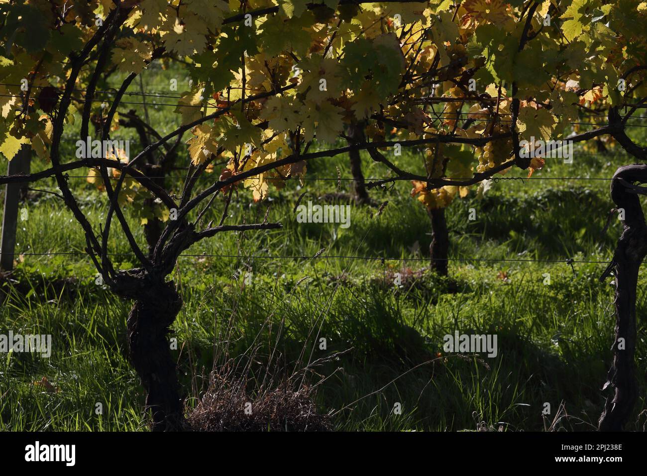 Trauben auf Weinreben im Herbst im Denbies Wine Estate Dorking Surrey England Stockfoto