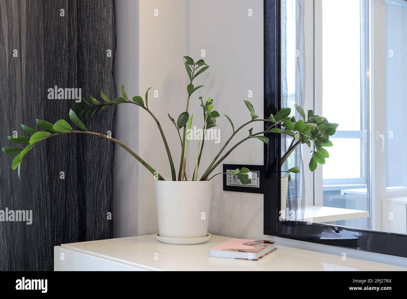 Zimmerpflanze Zamioculcas in einem weißen Topf auf dem Tisch Stockfoto