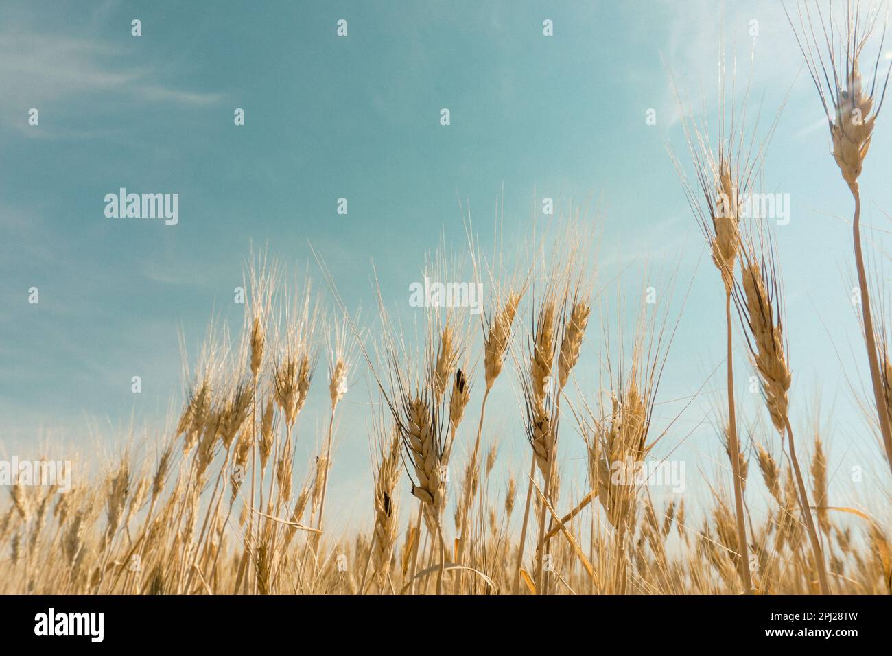 Blick auf Gerstengräser in einem Feld mit sonnigem blauem Himmel Stockfoto