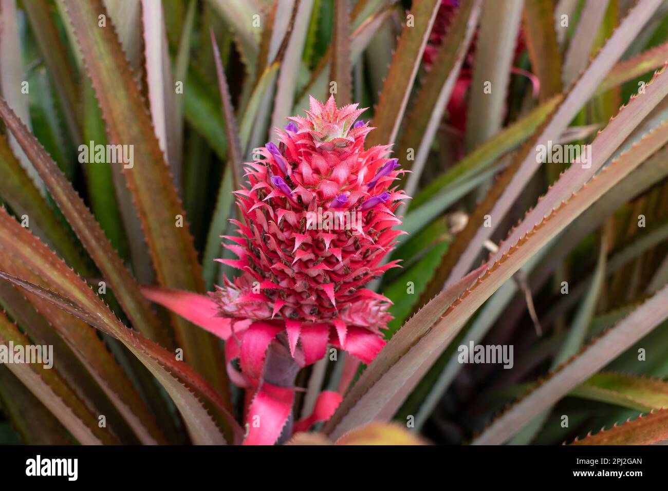 Zierpflanze aus rosa Ananas. Ananasblüte Aechmea fasciata (Silbervase, Urne) blüht aus nächster Nähe mit grünen Blättern im Naturhintergrund Stockfoto