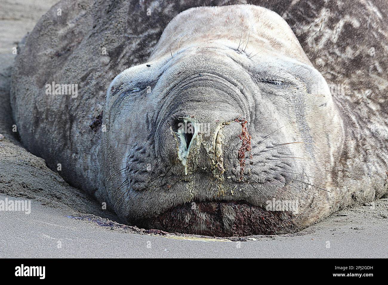 Ältere weibliche Elefantenrobbe (Mirounga leonina) am Sad Beach Stockfoto