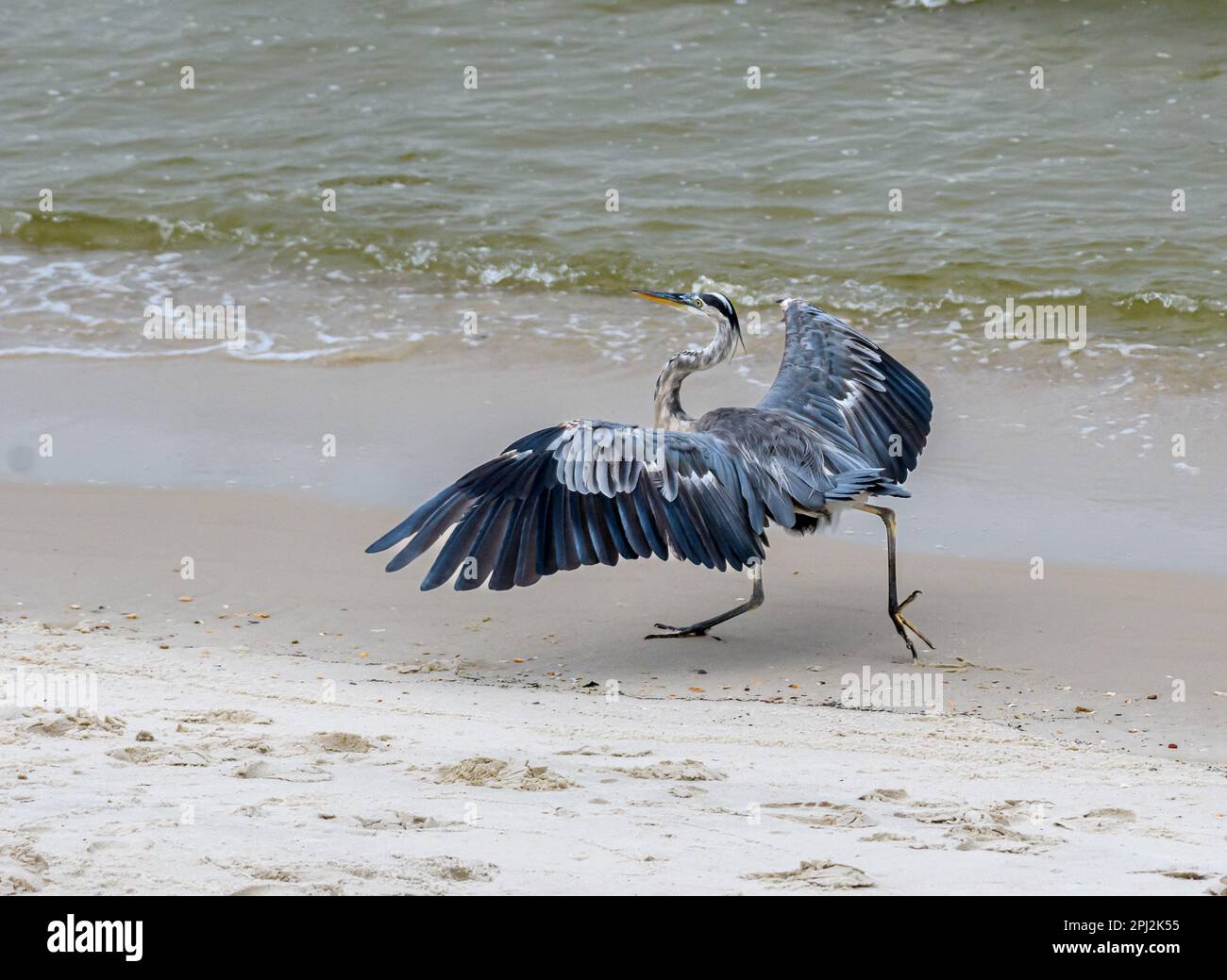 Großer Blaureiher (Ardea herodias) am Strand auf Dauphin Island, Alabama, USA Stockfoto