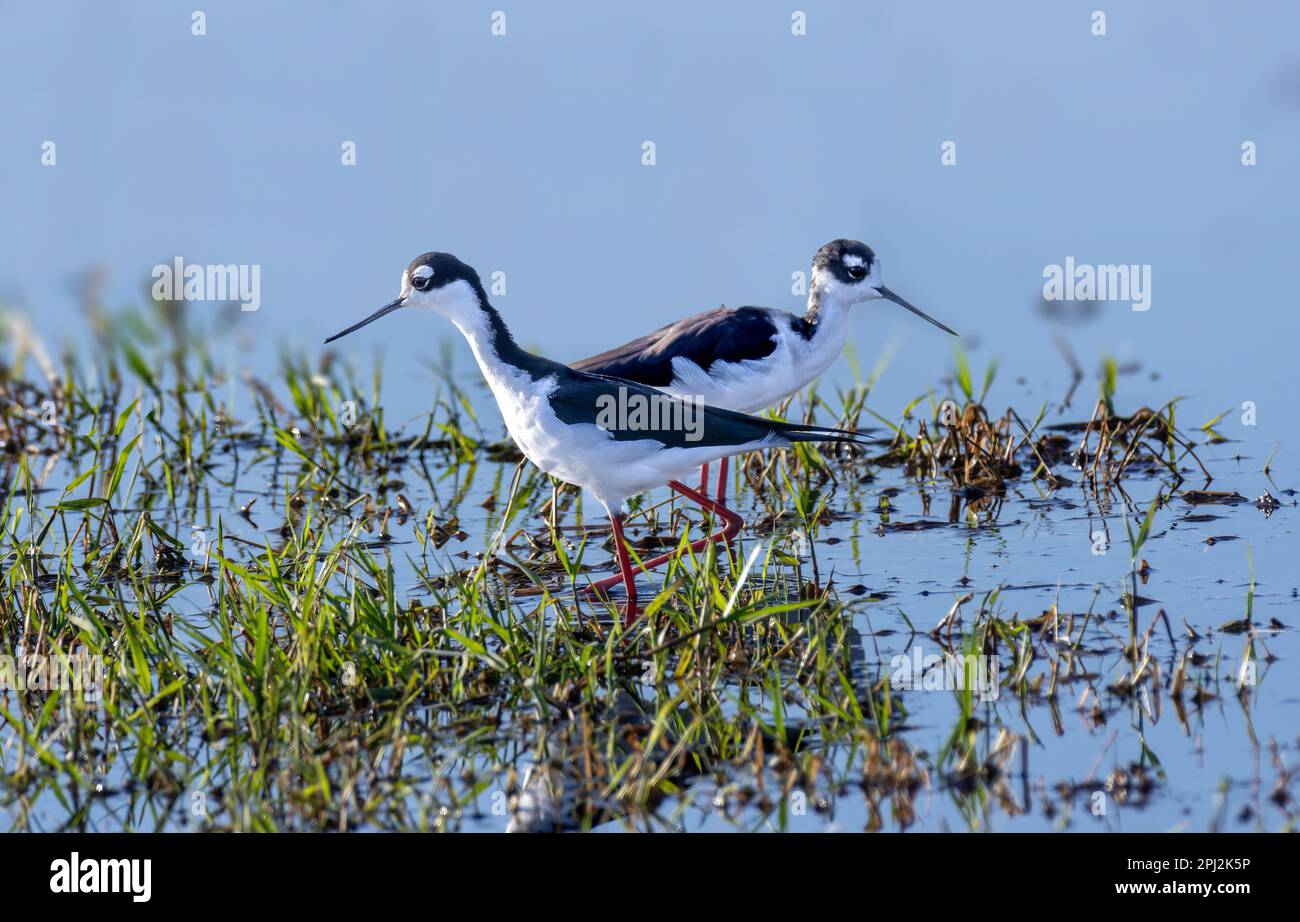 Black-Necked Slip (Himantopus mexicanus) im Don Edwards San Francisco Bay National Wildlife Refuge Stockfoto