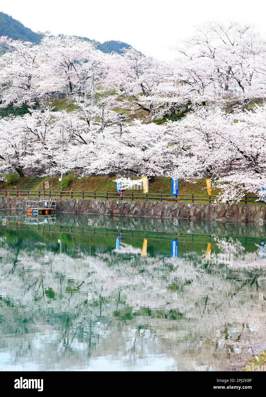 Cherry blossoms in full bloom are reflected on the surface of Togawa