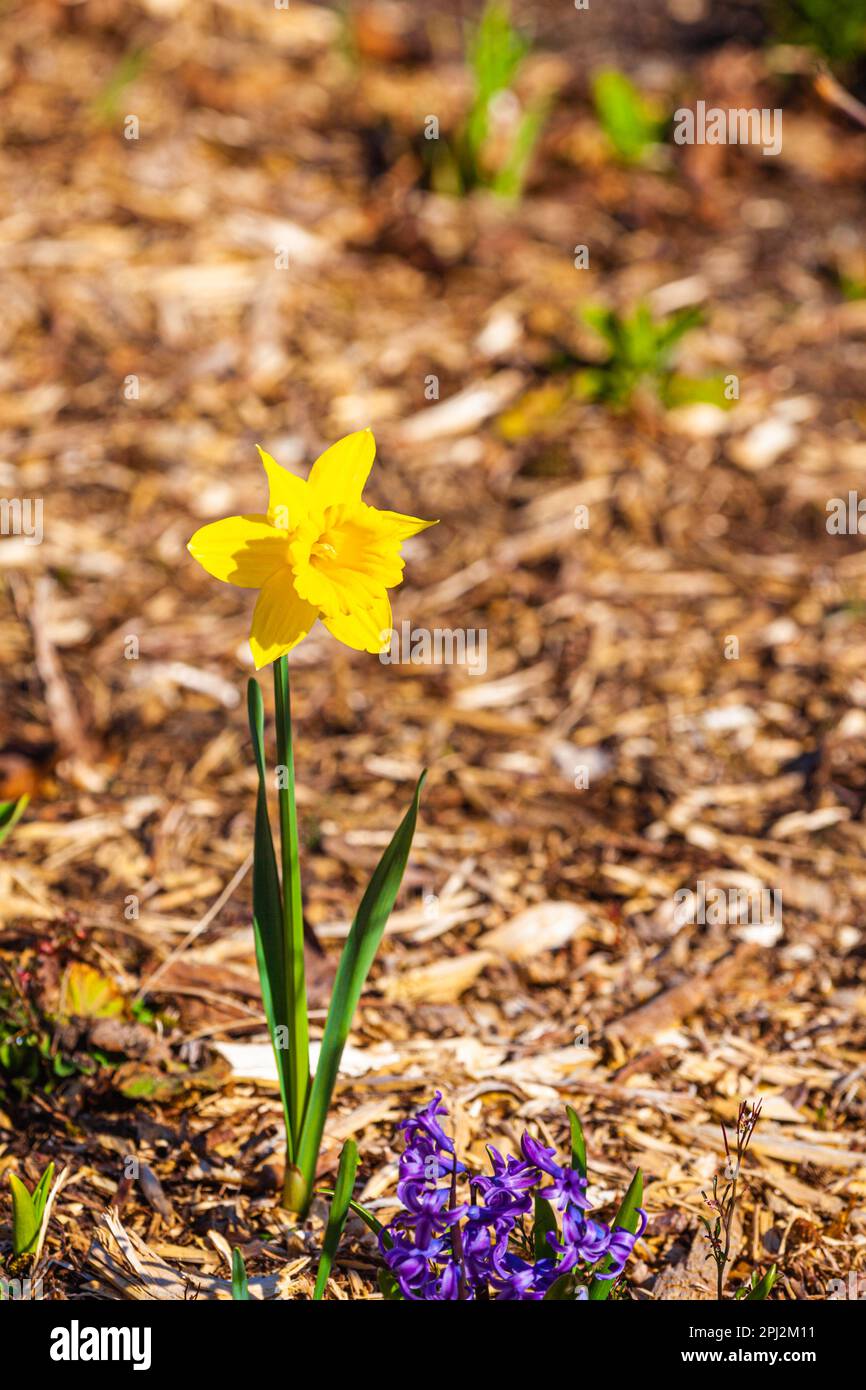 Einzelne Narzissen blühen auf Holzspäne-Hintergrund Stockfoto