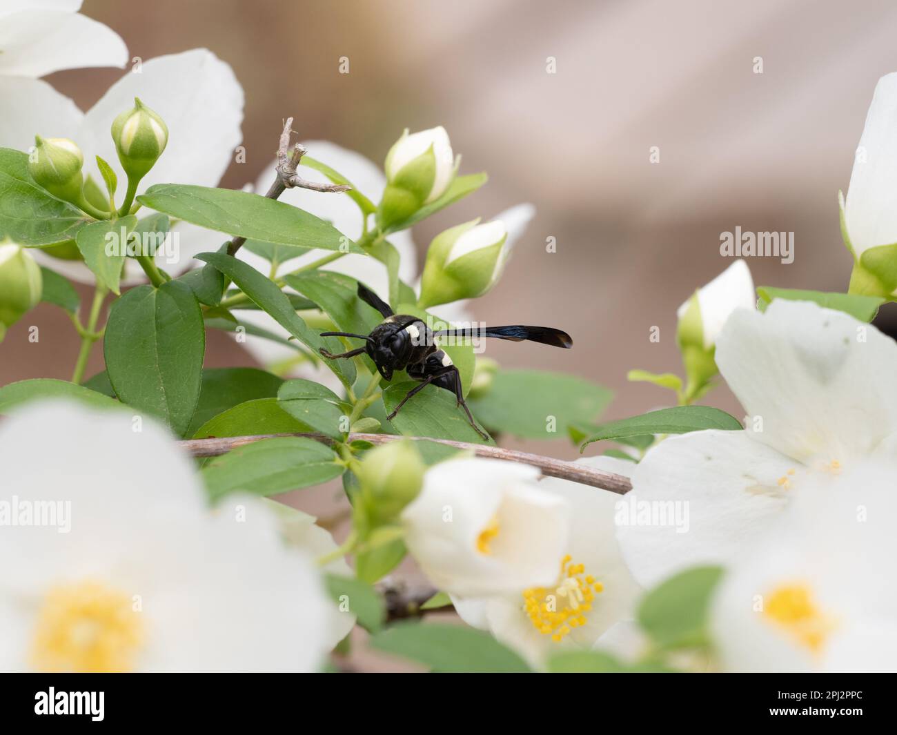Nahaufnahme einer Töpferwespe auf einer süßen Orangenpflanze mit weißen Blüten. Mit geringer Schärfentiefe fotografiert. Stockfoto