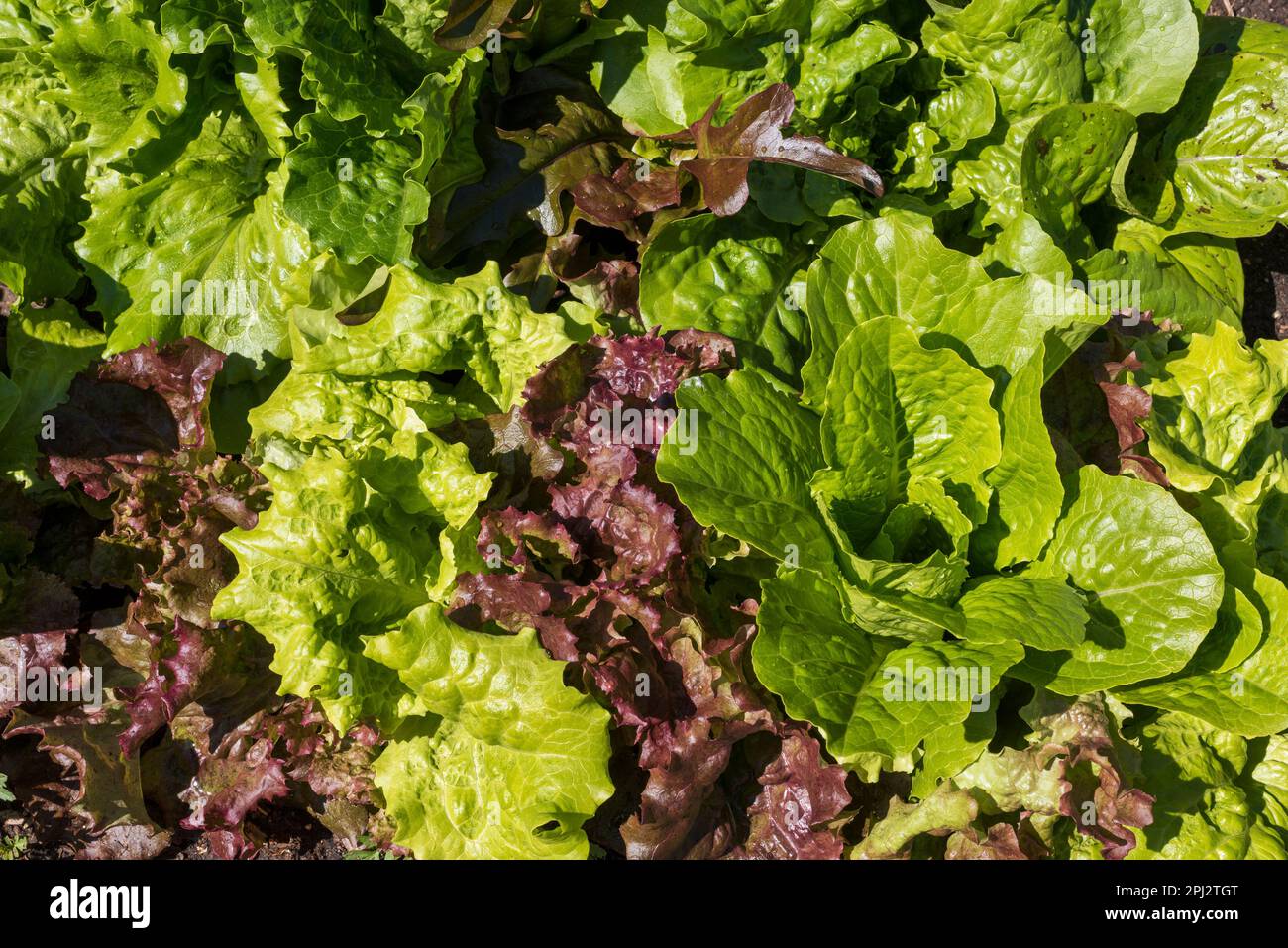 Frühjahrssorte von Heirloom-Blattsalat, der in Nord-Colorado nach frühmorgendlichem Regen angebaut wird. Stockfoto