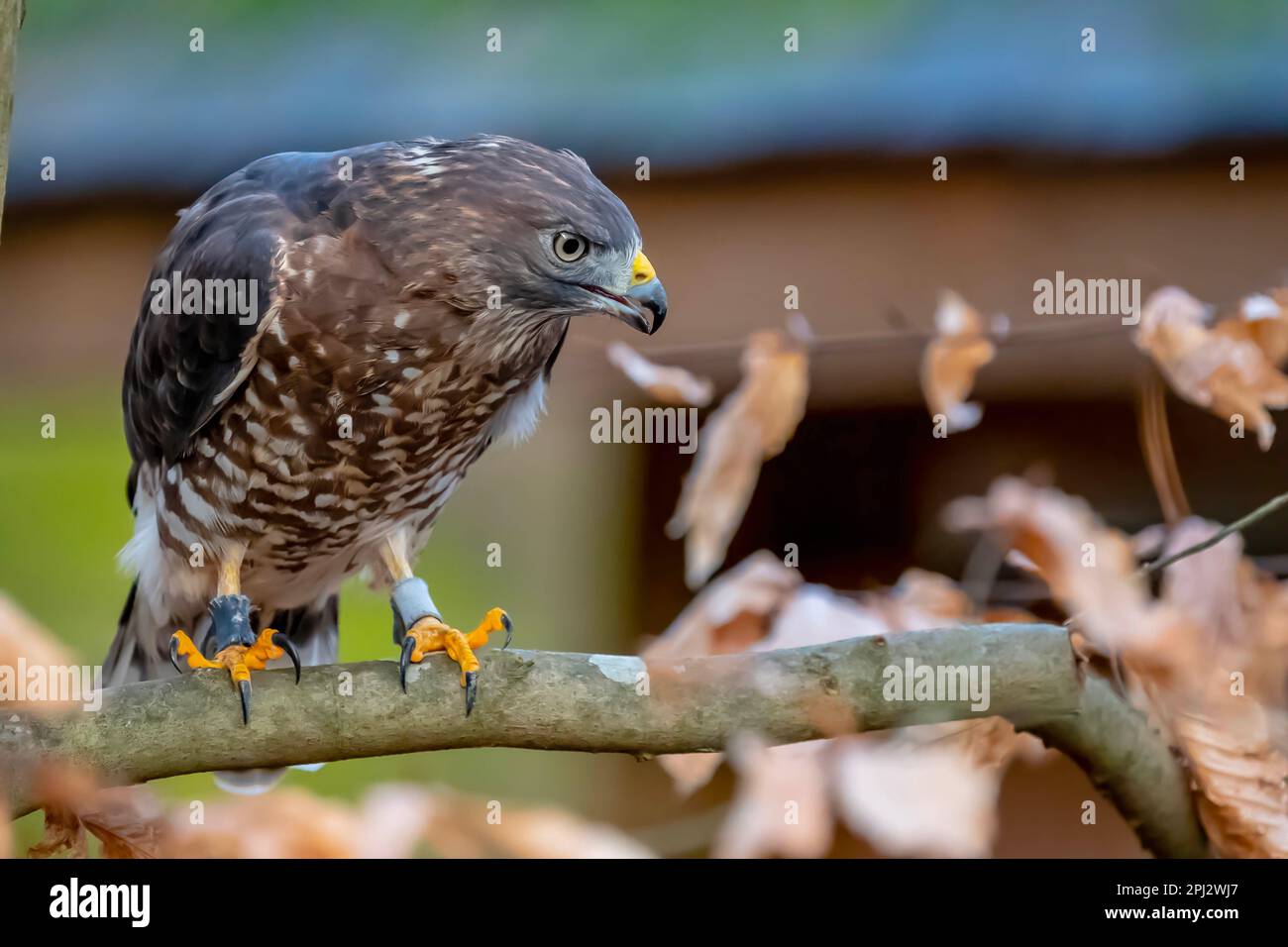 Huntersville, NC, USA. 18. März 2023. Der Großflügelfalke (Buteo