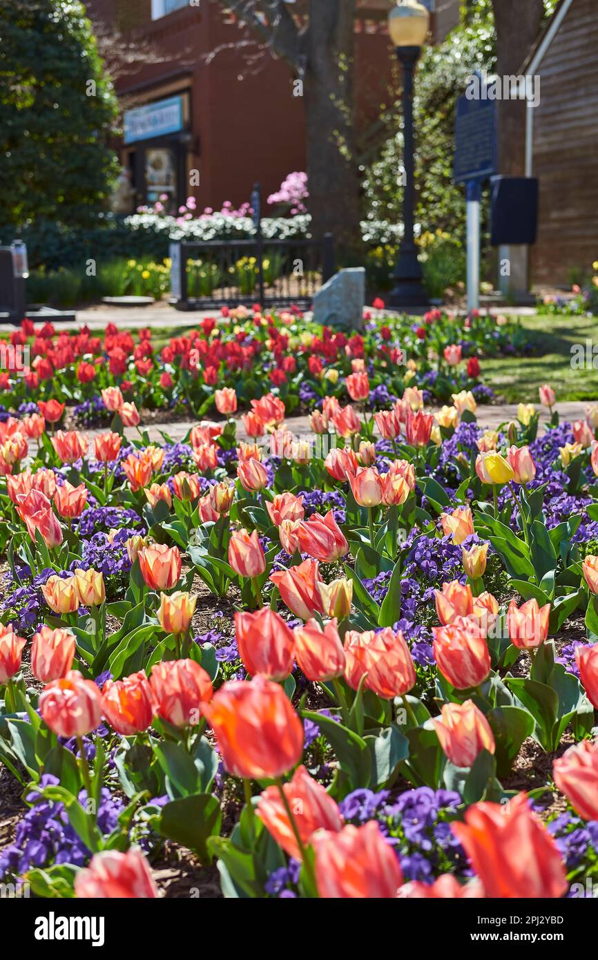 Mehrfarbige Tulpen, die in einem Frühlingsblumenbeet wachsen. Stockfoto