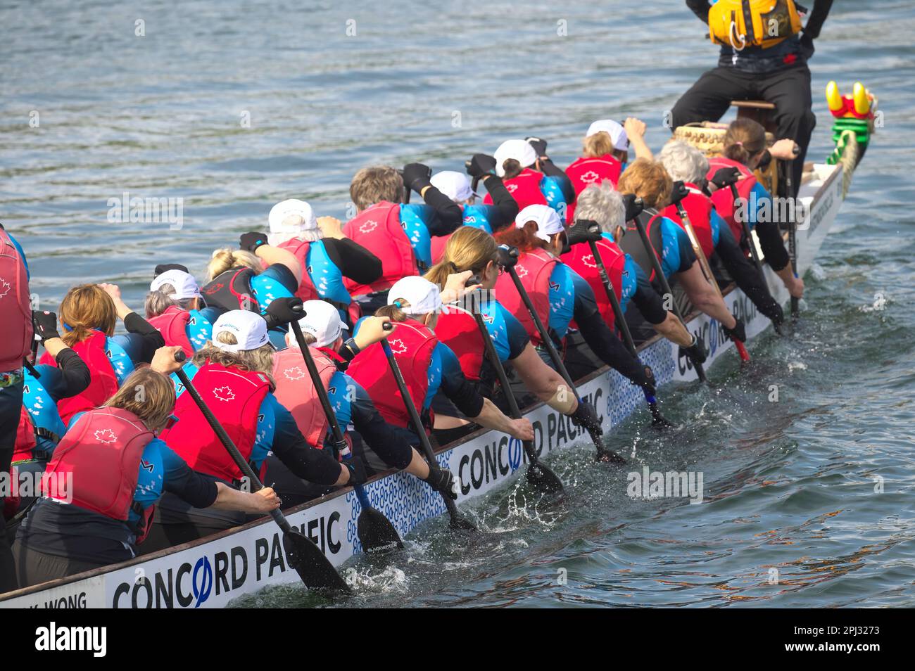 Dragon Boat Race – Wettbewerber, die gemeinsam vor der Kamera paddeln – Inlet Spring Regatta 2022, Rocky Point Park, Port Moody, B.C., Kanada. Stockfoto