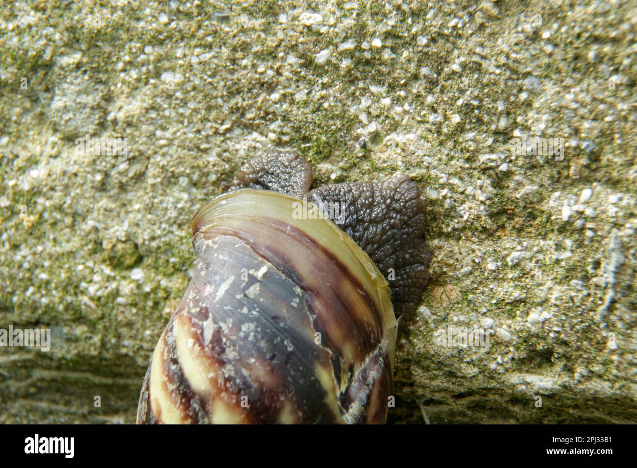 Schnecke Stockfoto