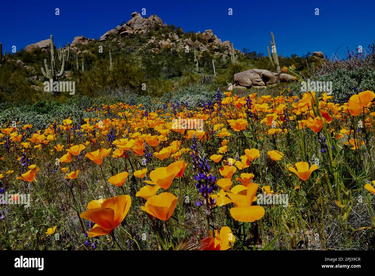 Blühende Mohnblumen in der Wüste vor Phoenix, Arizona. Stockfoto