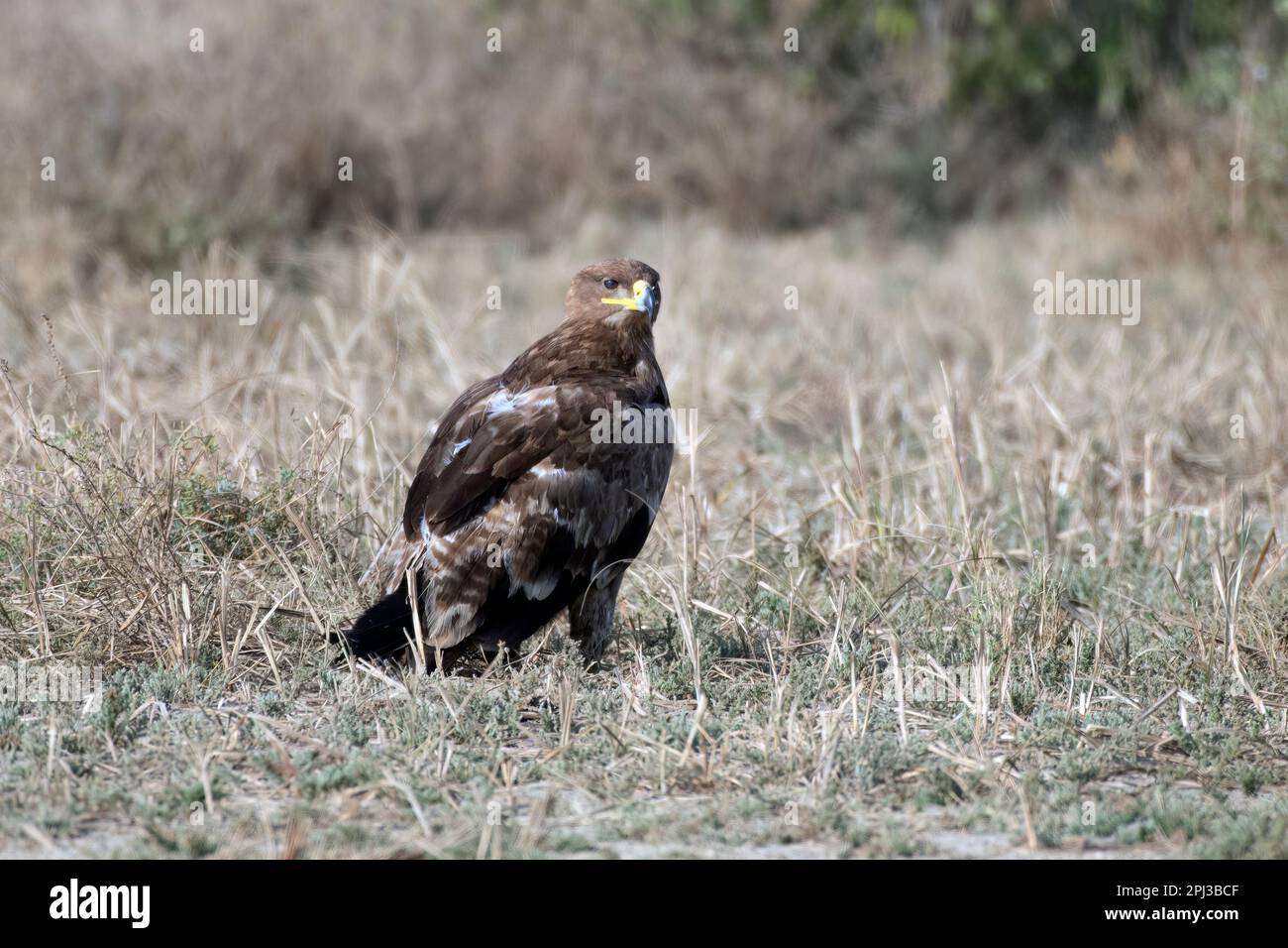 Steppenadler (Aquila nipalensis) im Großen Rann von Kutch in Gujarat, Indien Stockfoto