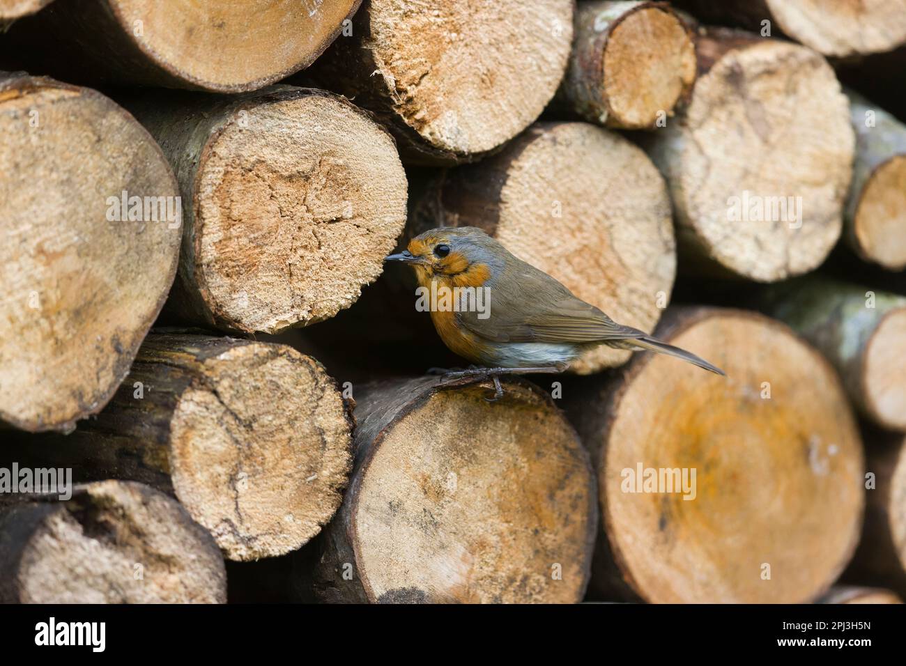 Europäisches Rotkehlchen Erithacus rubecula, Erwachsener hoch oben auf dem Holzhaufen, Suffolk, England, März Stockfoto