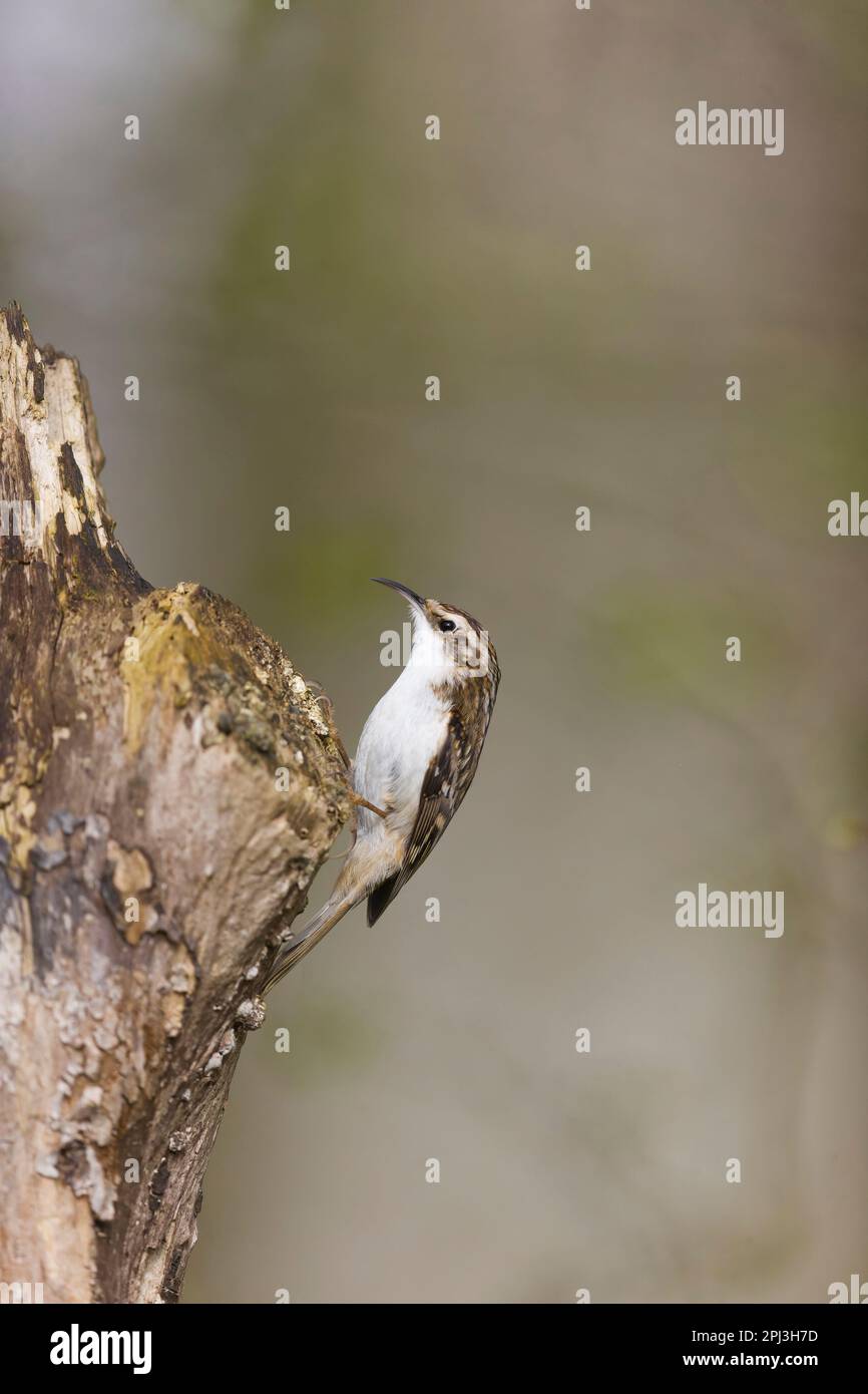 Gemeiner Baumpfleger Certhia familiaris, Erwachsener hoch oben auf dem Stamm, Suffolk, England, März Stockfoto