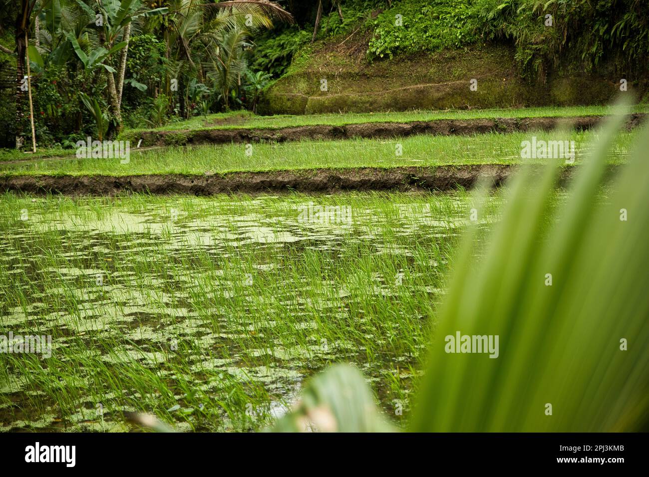 Nahaufnahme eines Reisteichs auf den tropischen Tegalalang-Reisterrassen von Ubud auf Bali, Indonesien, umgeben von Palmen, ein Palmenblatt, das in der for gestreut wurde Stockfoto