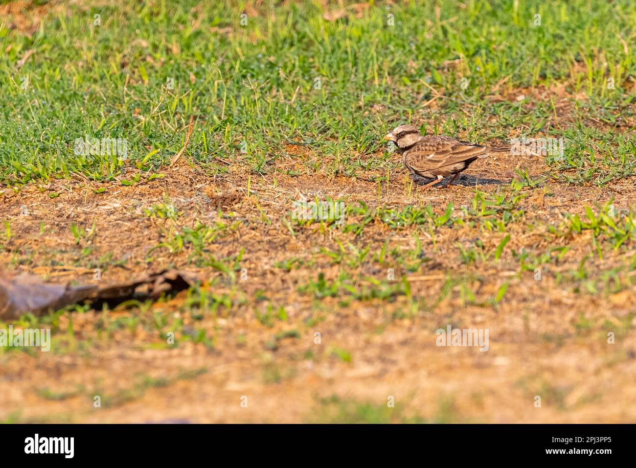 Ein Ashy hat Sparrow Lark gekrönt Stockfoto