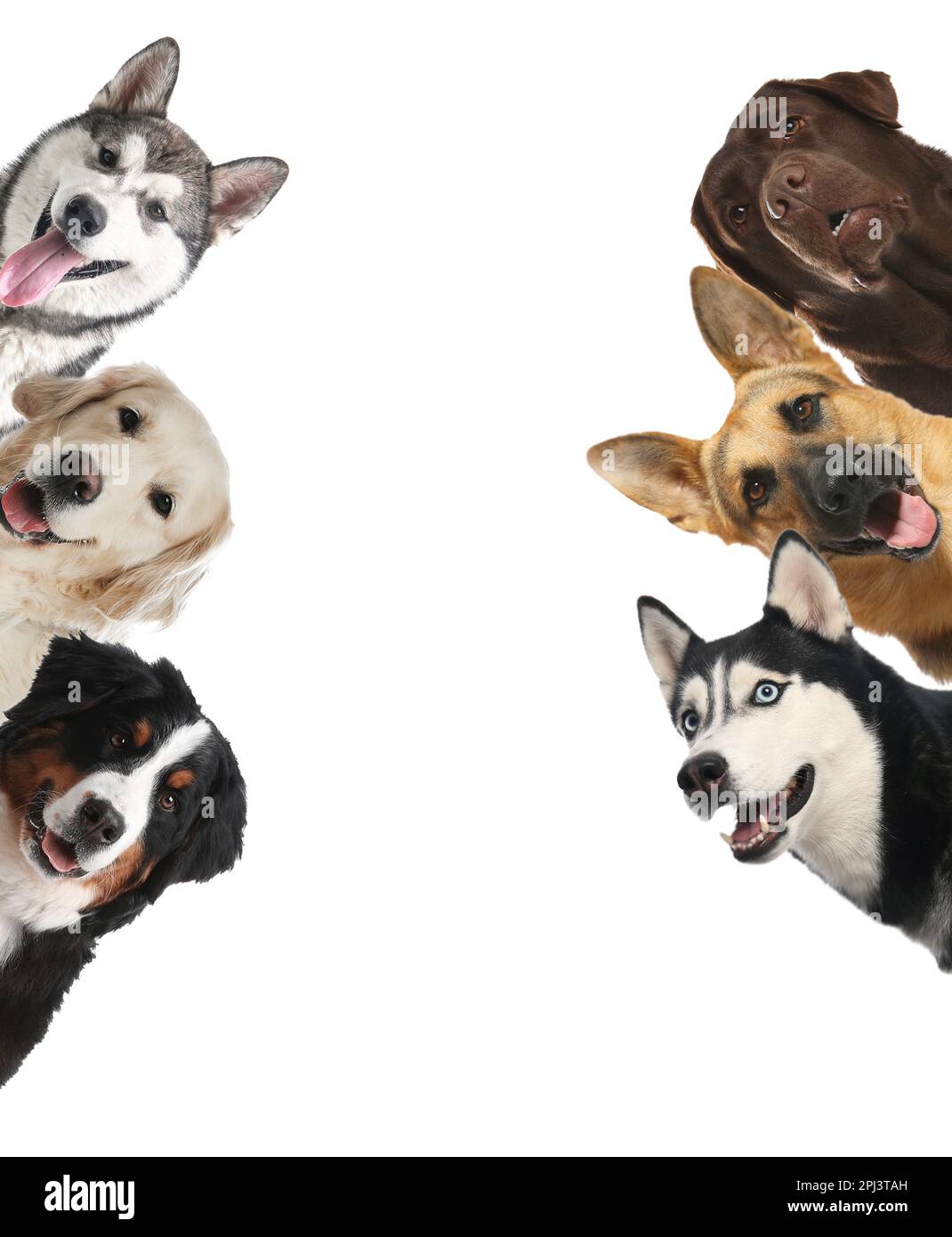 Eine Gruppe süßer lustiger Hunde auf weißem Hintergrund Stockfoto