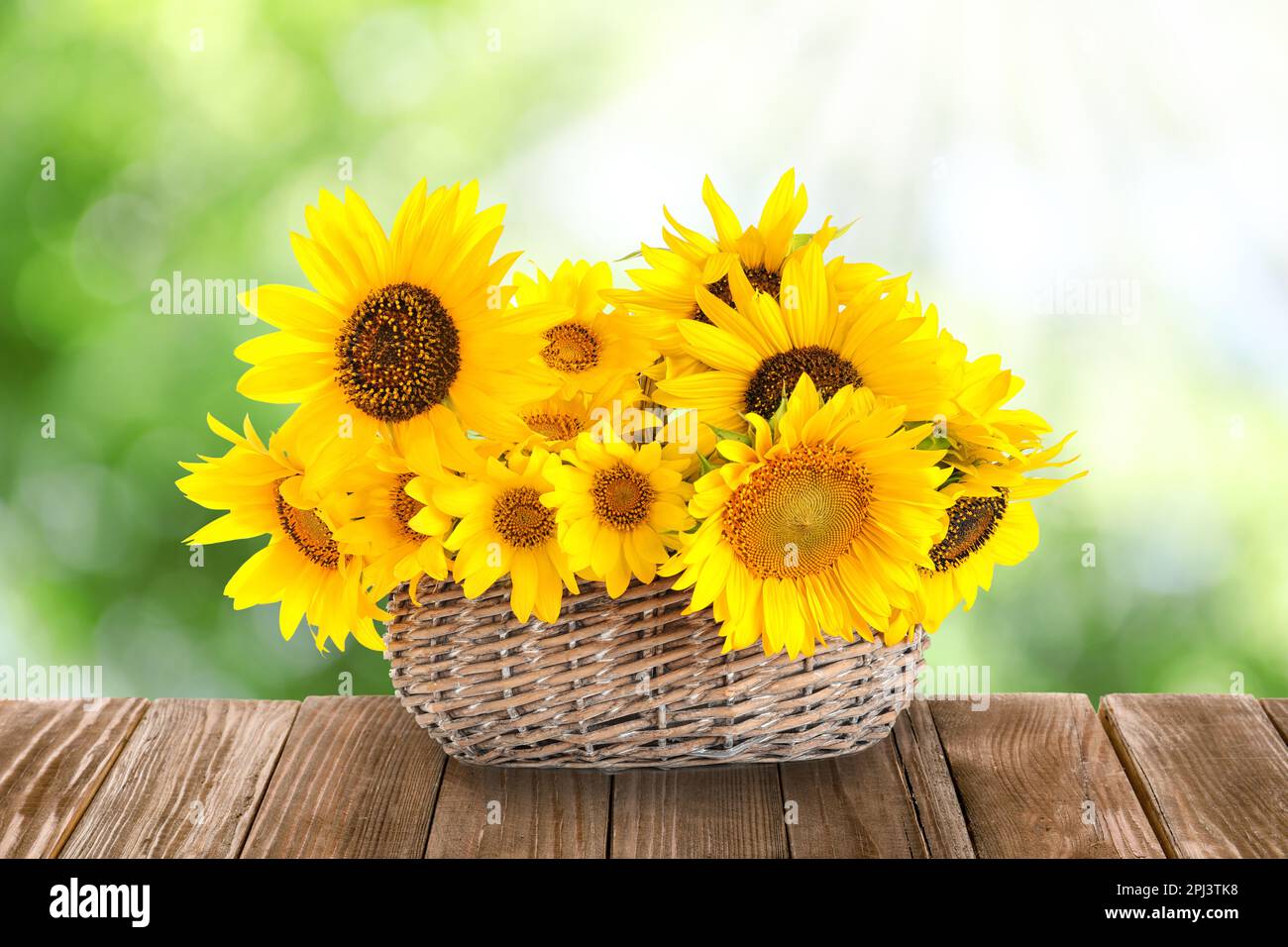 Wunderschöne Sonnenblumen im Korb draußen auf einem Holztisch. Bokeh-Effekt Stockfoto
