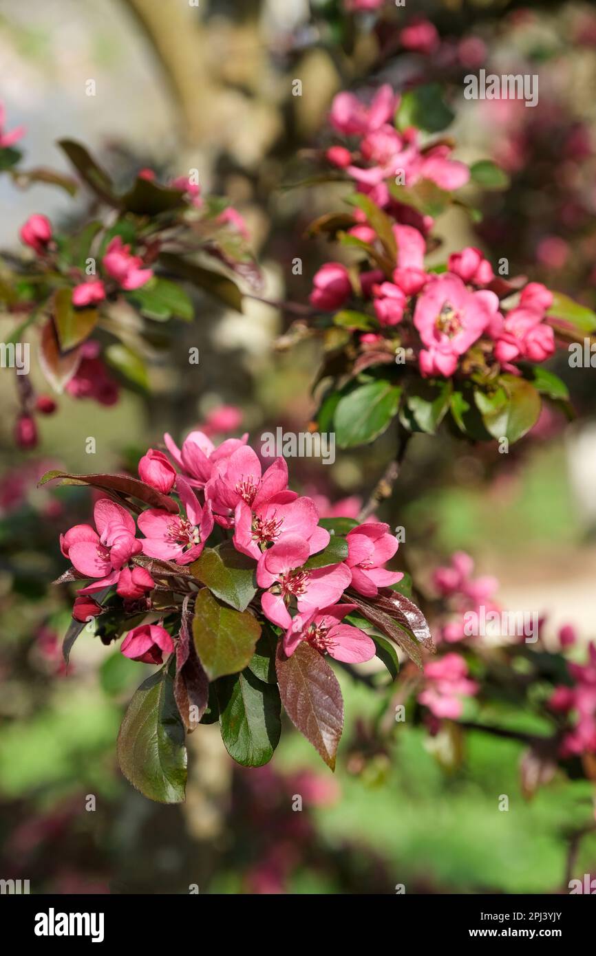 Intensive rosa Blüten von Malus 'Cardinal'. Crab Apple 'Cardinal'. Malus hupensis 'Princeton Cardinal' Stockfoto