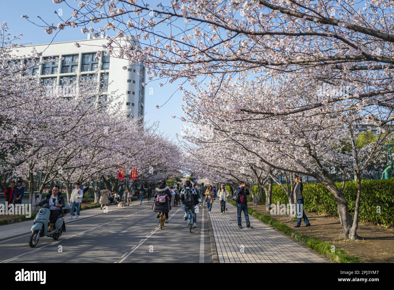 Kirschblüten blühen an der Tongji University und ziehen Besucher in Shanghai, China, an. 28. März 2023. (Foto: ChinaImages/Sipa USA) Guthaben: SIPA US/Alamy Live News Stockfoto