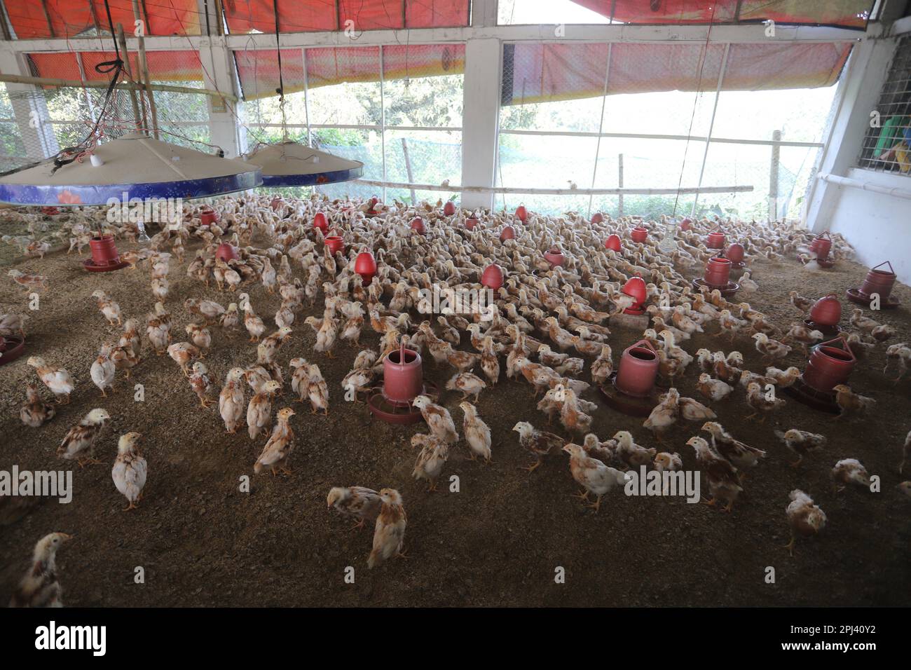 Geflügelfarm in Savar, Bangladesch. Unter allen Teilsektoren des Viehsektors in Bangladesch zählt Geflügel zu den wichtigsten. Stockfoto