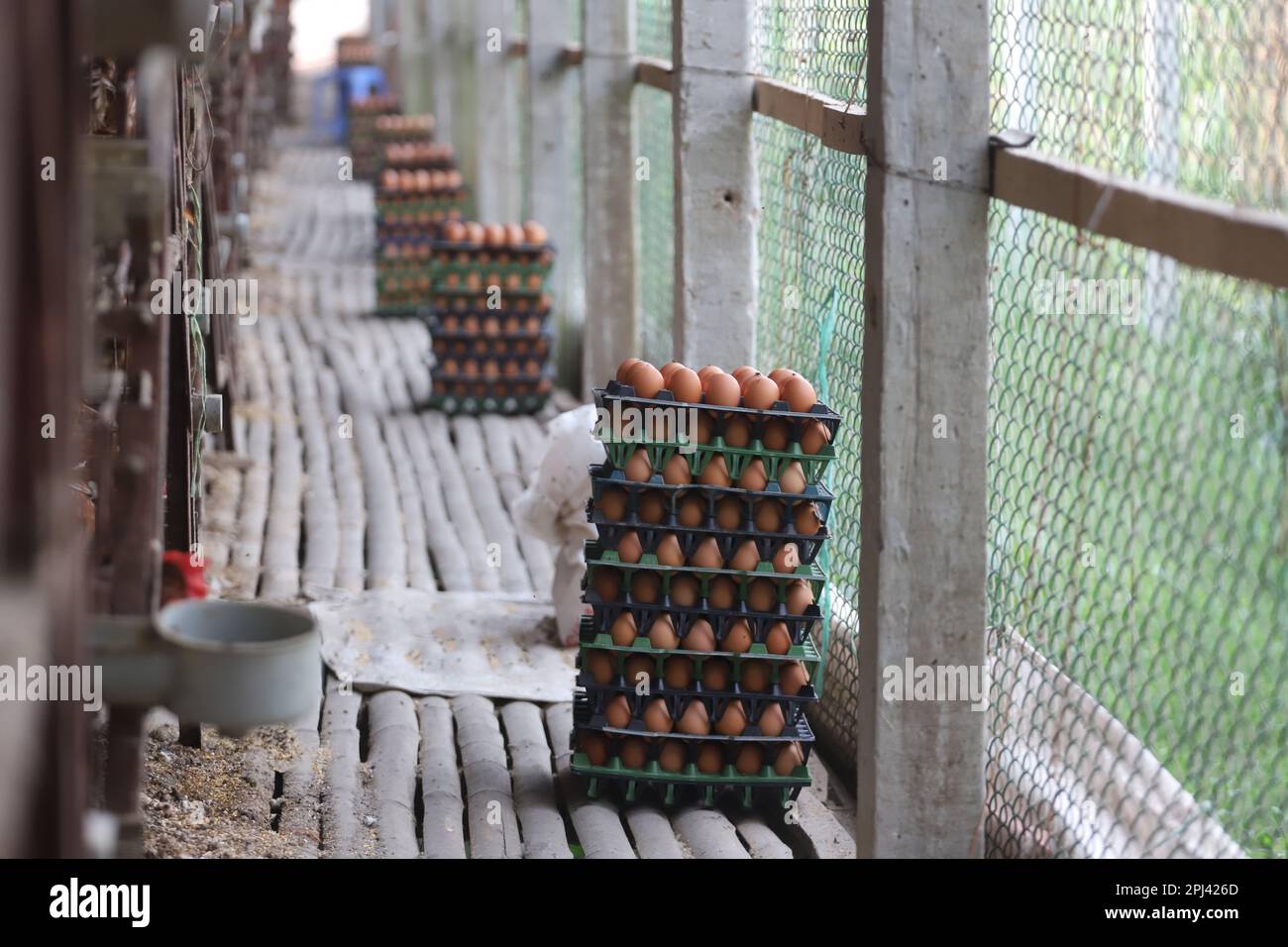 Geflügelfarm in Savar, Bangladesch. Unter allen Teilsektoren des Viehsektors in Bangladesch zählt Geflügel zu den wichtigsten. Stockfoto