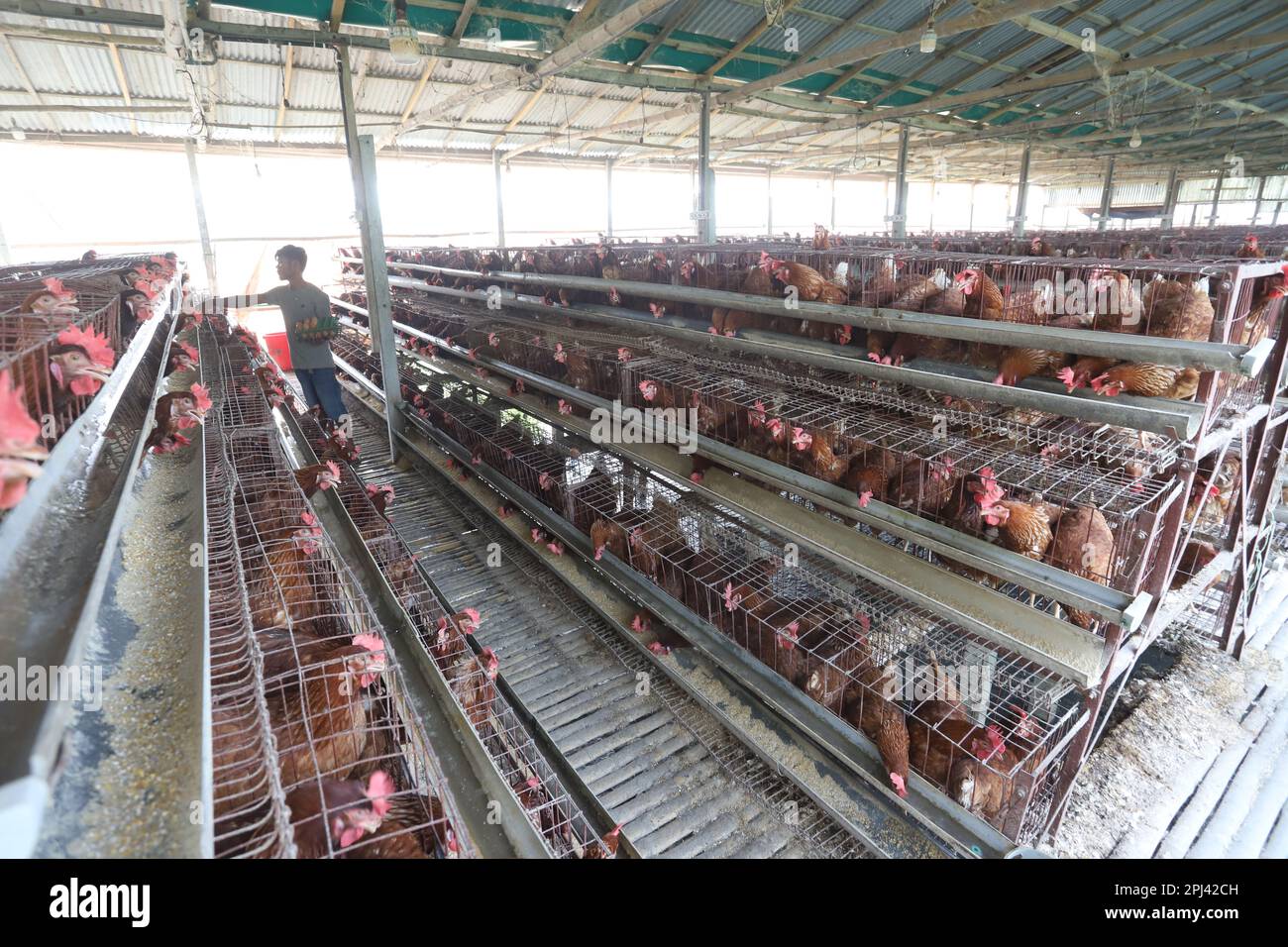 Geflügelfarm in Savar, Bangladesch. Unter allen Teilsektoren des Viehsektors in Bangladesch zählt Geflügel zu den wichtigsten. Stockfoto