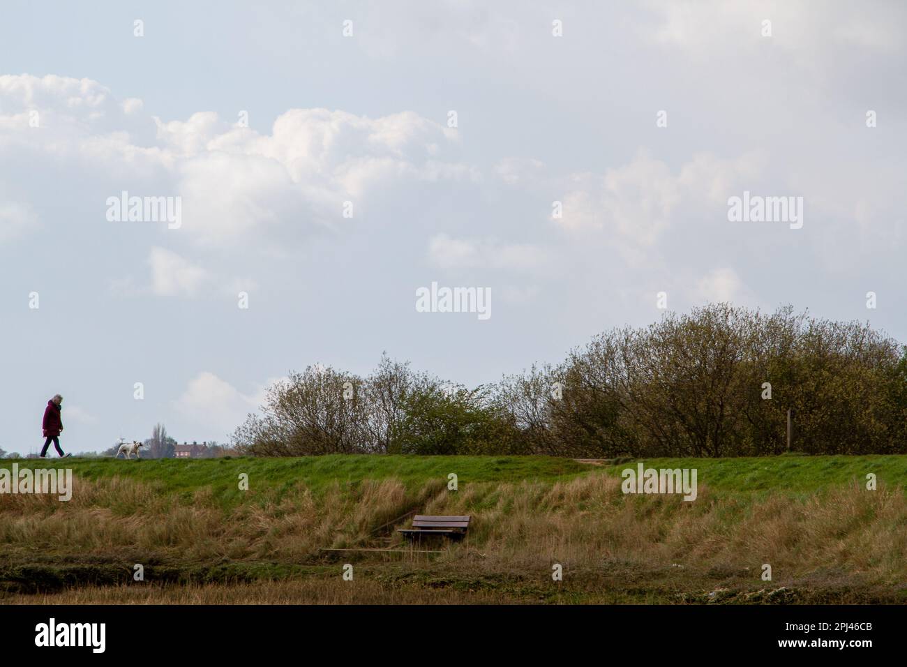 Eine Frau führt einen Hund entlang eines Ufers am Ufer des Flusses Deben in der Nähe von Woodbridge Suffolk Stockfoto