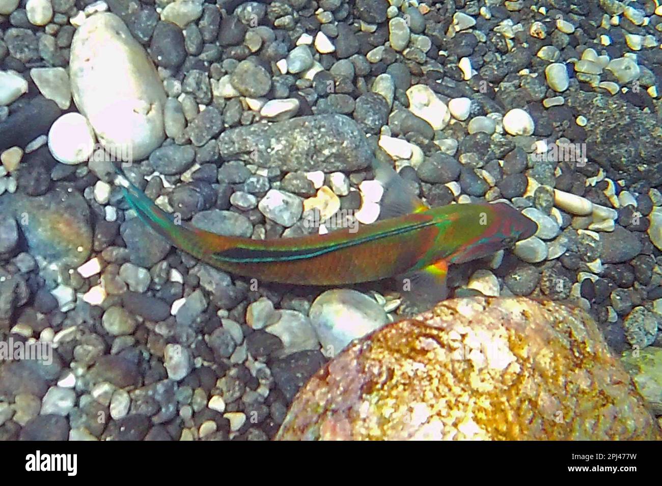 Türkei, Lykische Küste: Männlicher Ornat Wraße (Türkische Wraße) (Meerpfau) (Thalassoma pavo). Stockfoto